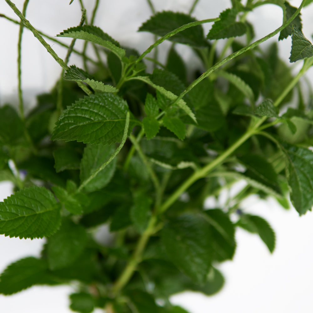 planta de verbena