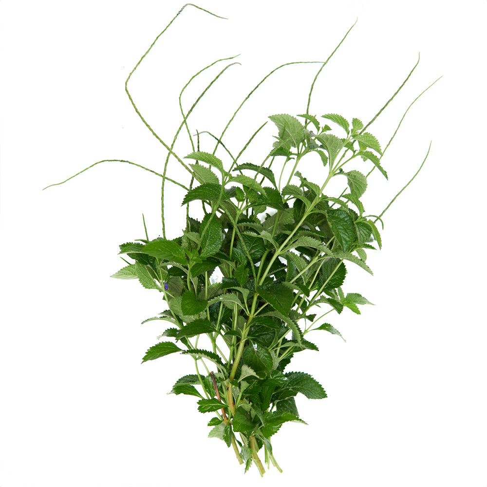 verbena