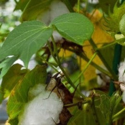 Cotton Plant