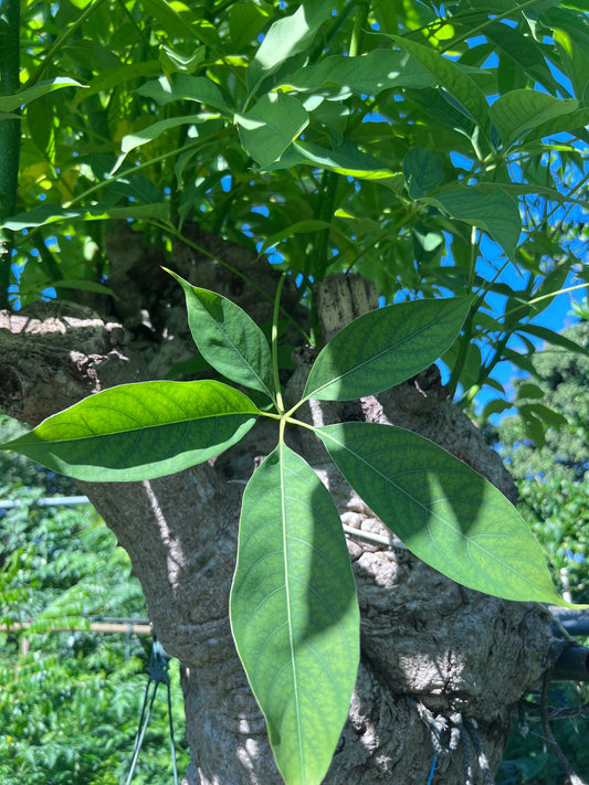 Mano Poderosa Plant