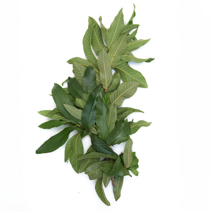 guava tobacco leaf That Good The common guava Psidium guajava (lemon guava Organic Dried Guava Leaves -