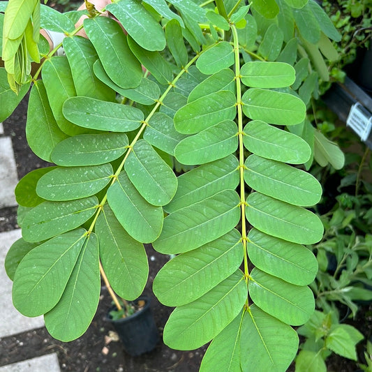 guacamaya herb