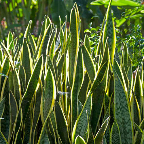 Lengua de Vaca Herb